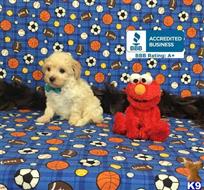 maltipoo puppy posted by Rhonda Wallace